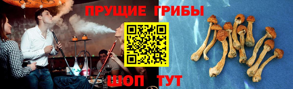Муром  хочу наркоту  Вход с VPN  Псилоцибиновые грибы Cubensis 